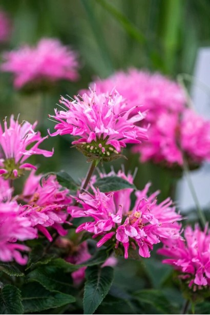 Монарда двійчаста ‘Пінк Фростінг’|Monarda didyma ‘Pink Frosting’|Монарда двойная ‘Пинк Фростинг’